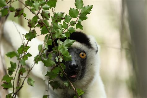 可以養的動物